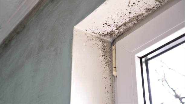 Trusted Ashland, NE Mold Removal Experts