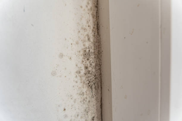 Mold Documentation for Insurance Claims in Ashland, NE
