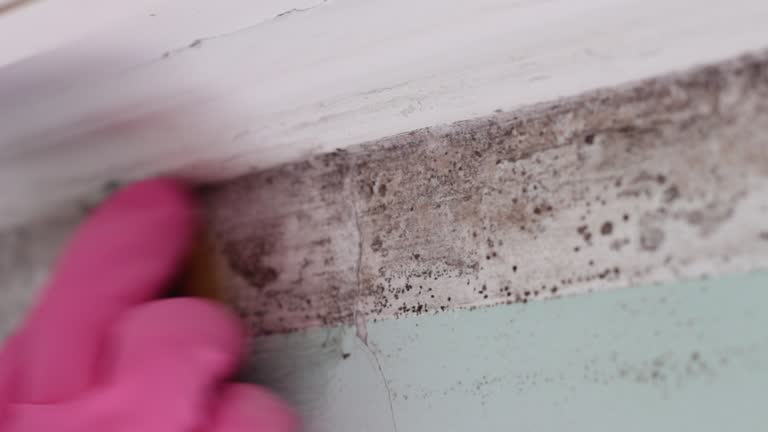 Best Real Estate Mold Inspection  in Ashland, NE